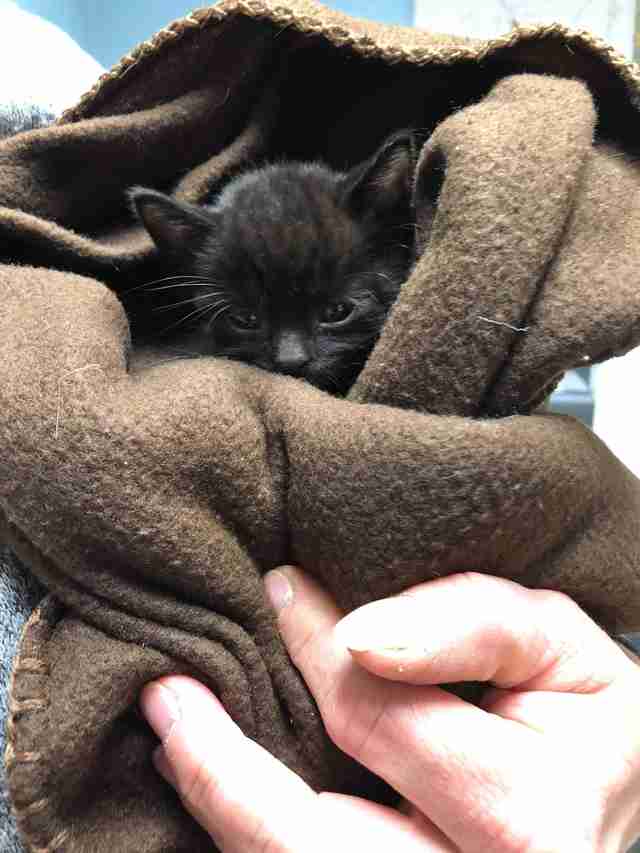 A frozen kitten gets warmed up