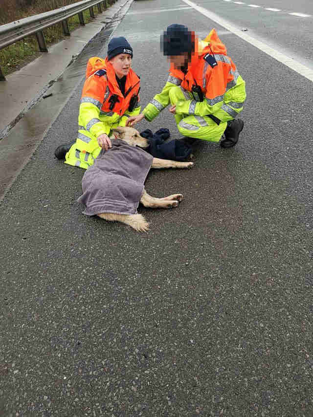 dog hit by car