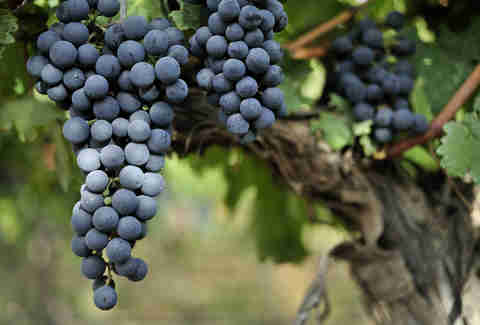 Grapes