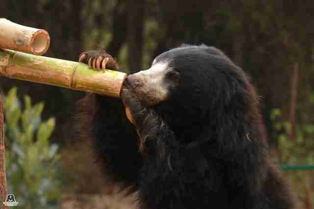 bear rescue india