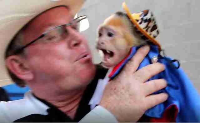 capuchin monkey cruelty