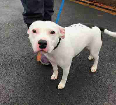 dog abandoned uk
