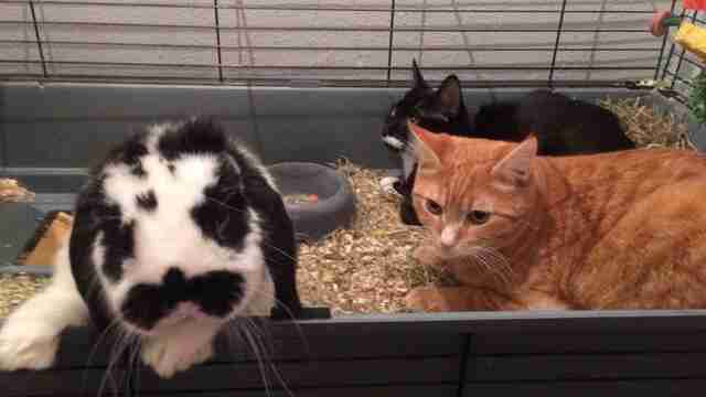 cats and bunny