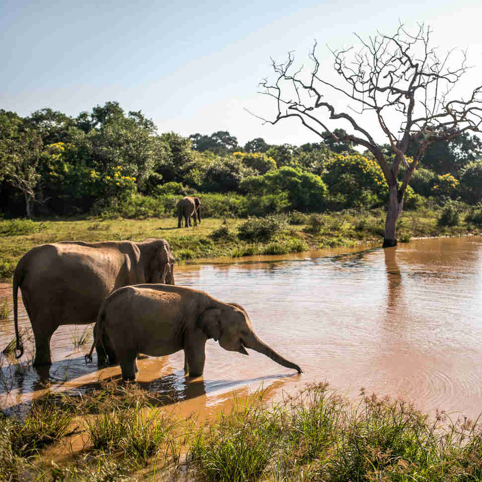 Yala National Park on Sri Lanka