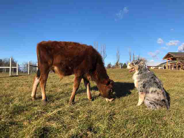 Dog and baby cow BFFs
