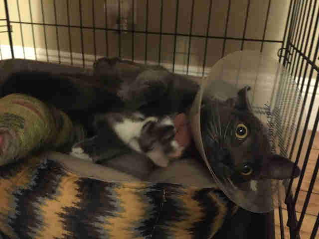 Cat sitting in cage