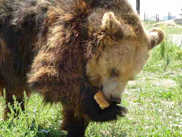 bear rescue