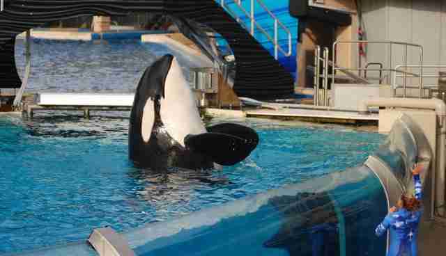 orca seaworld death