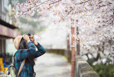 Japan Cherry blossom