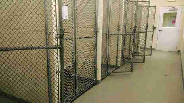 Capone, the last dog left in Michigan animal shelter