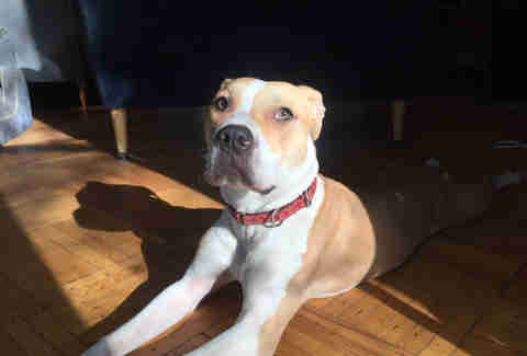 pit bull needs a home