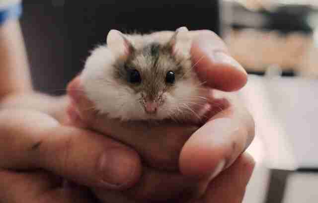 hamster vet cast
