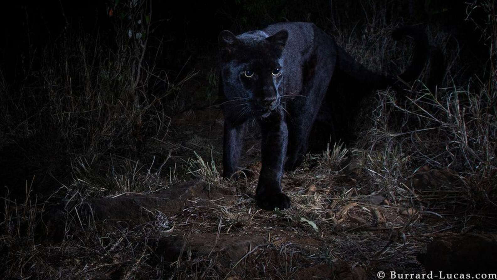 Photographer Spots Rare Black Panther In Africa The Dodo