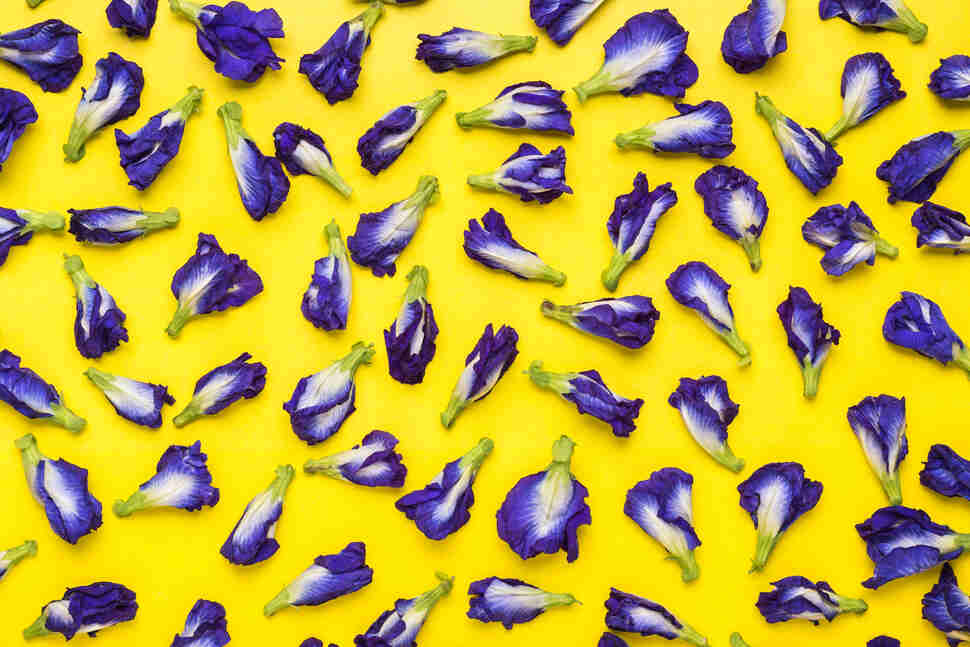 butterfly pea flowers yellow background