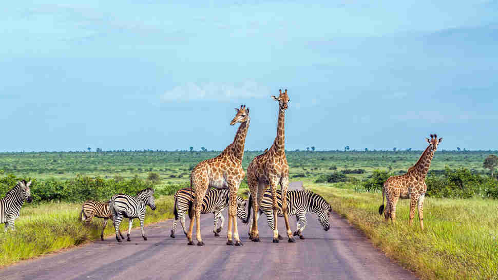 Kruger national park, South Africa