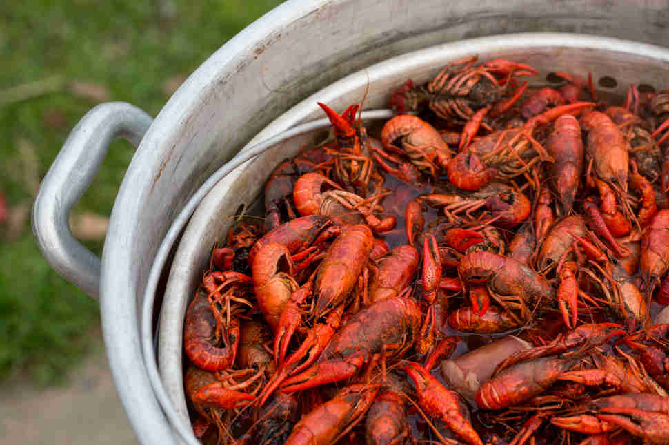 Live Crawfish