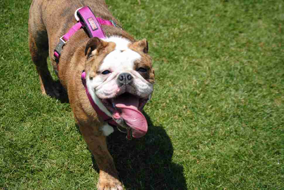 Dog Bowl at the Cotton Bowl