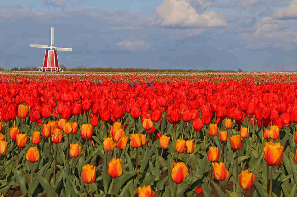 Wooden Shoe Tulip Festival