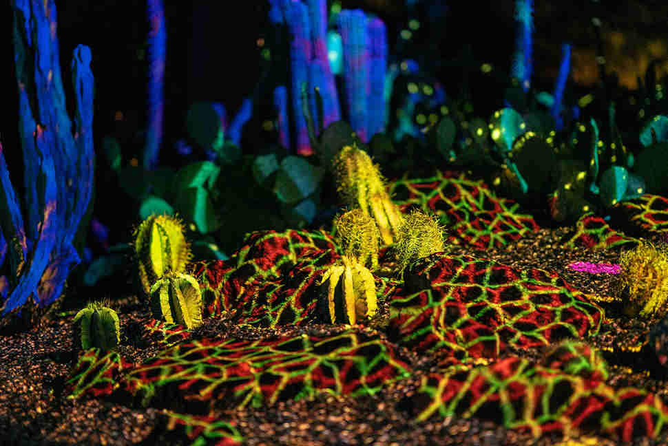 Desert Botanical Garden