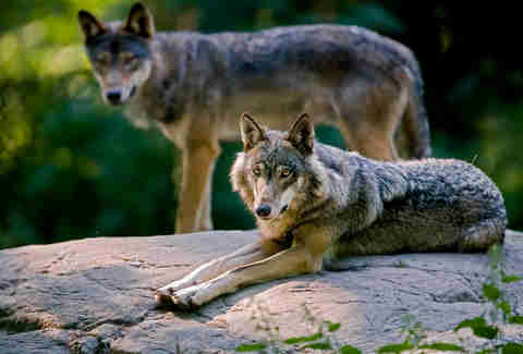 Gray Wolf (Canis Lupus)