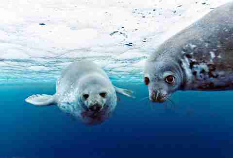 oceans disneynature