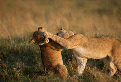 african cats