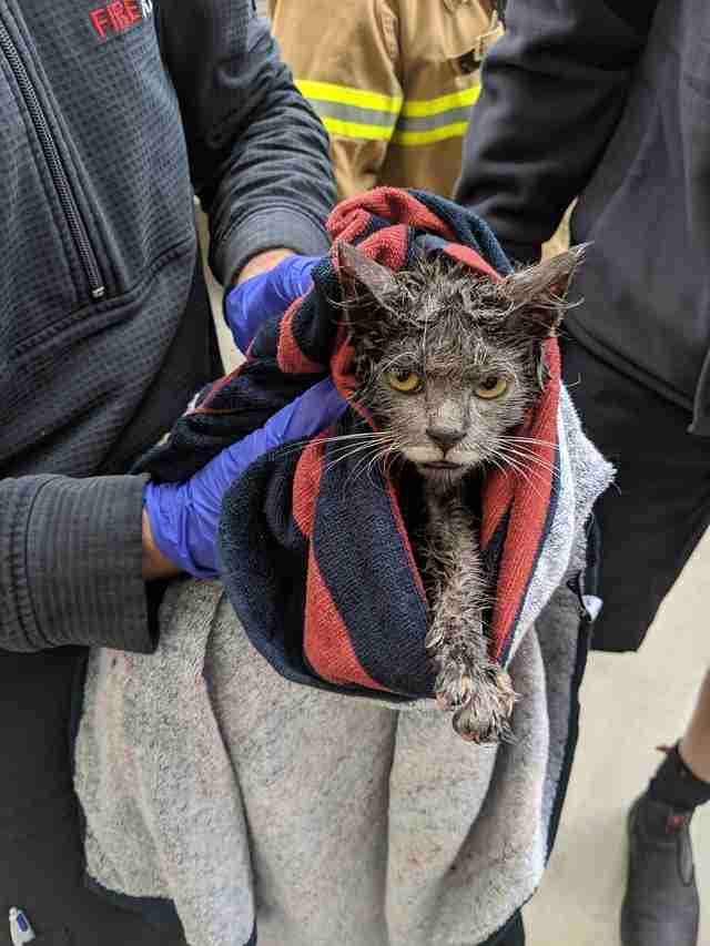 Stray kitten stuck in bin in factory