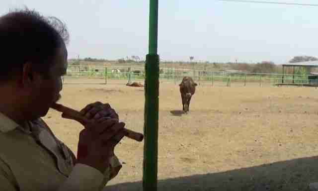 animal rahat cow india