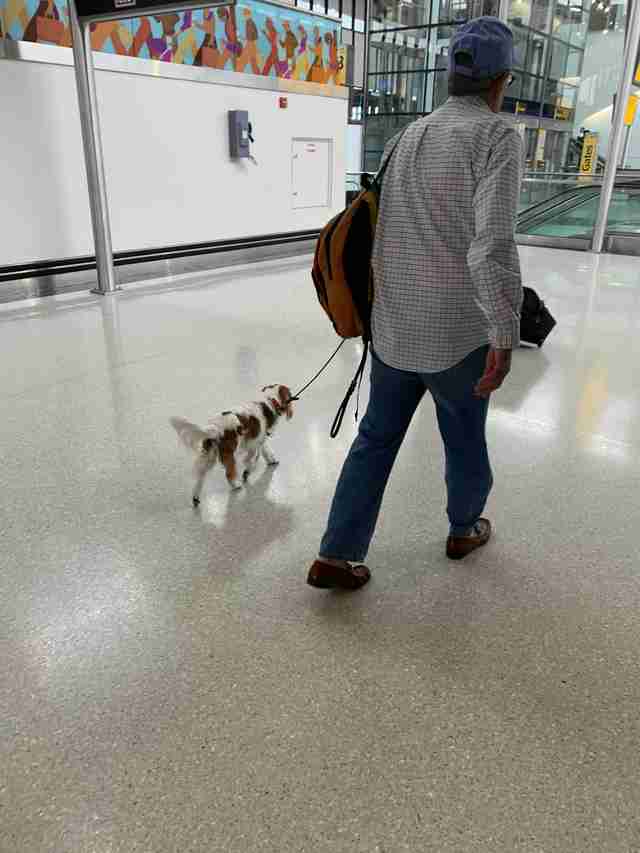 Pampered dog flies first class