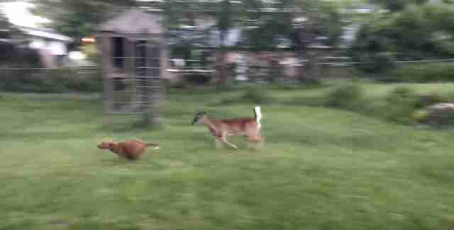 dog and deer