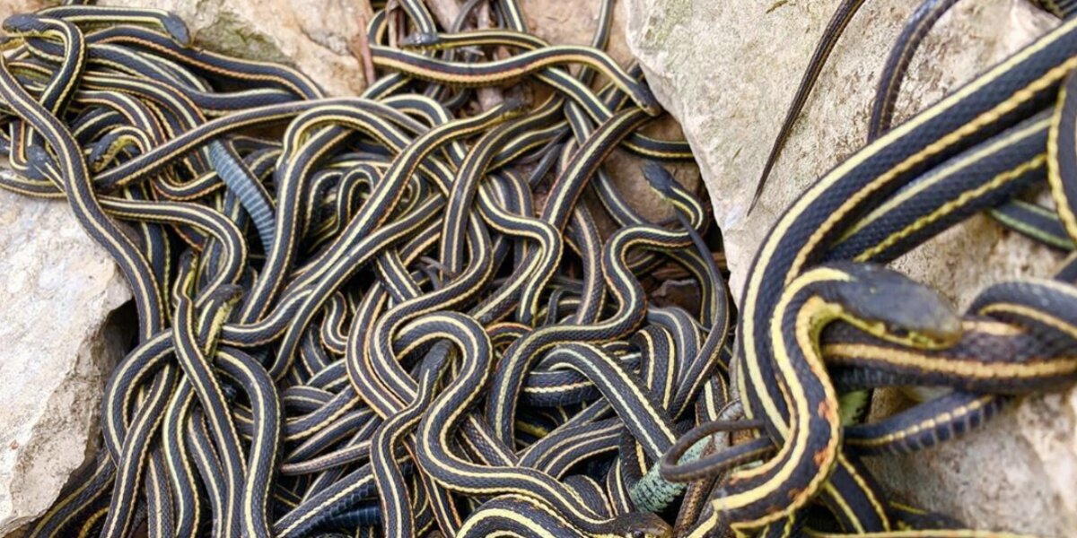 People Come From All Over To See Thousands Of Snakes The Dodo