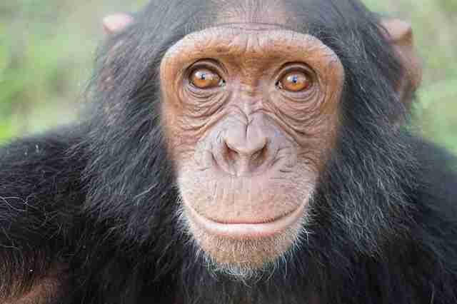 Chimp saved from zoo in war zone