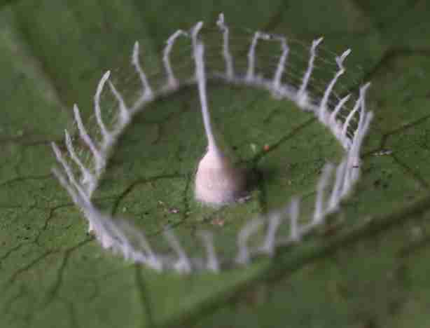Structure built by the mysterious silkhenge spider in South America