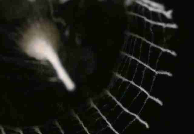Structure built by the mysterious silkhenge spider in South America