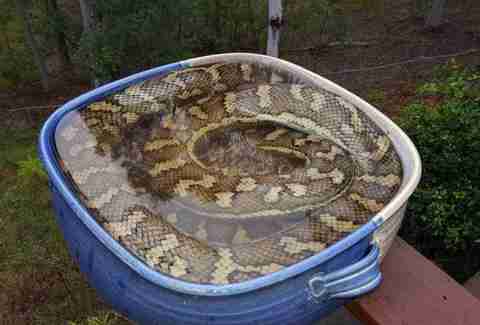 snake in bird bath