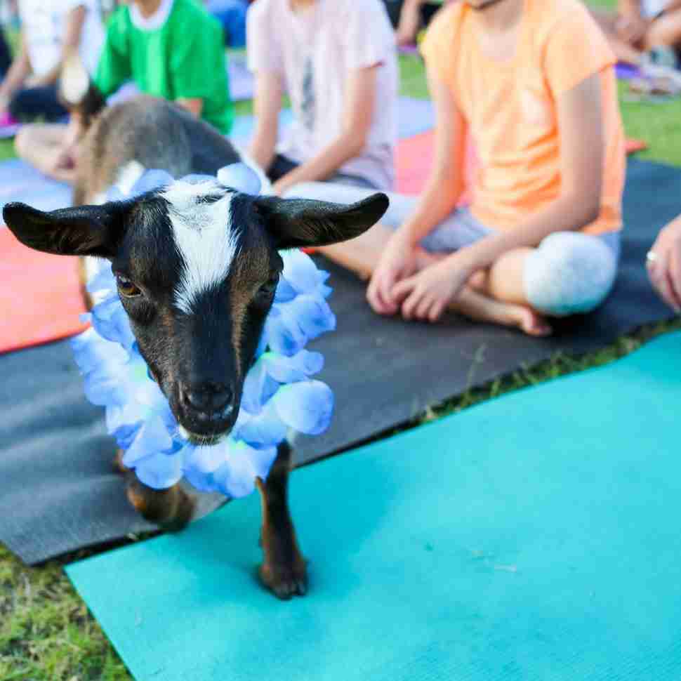 Goat Yoga Richardson