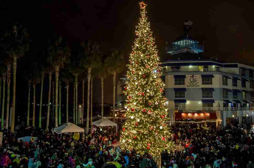 Jack London Square tree lighting