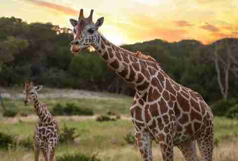 Fossil Rim Wildlife Center