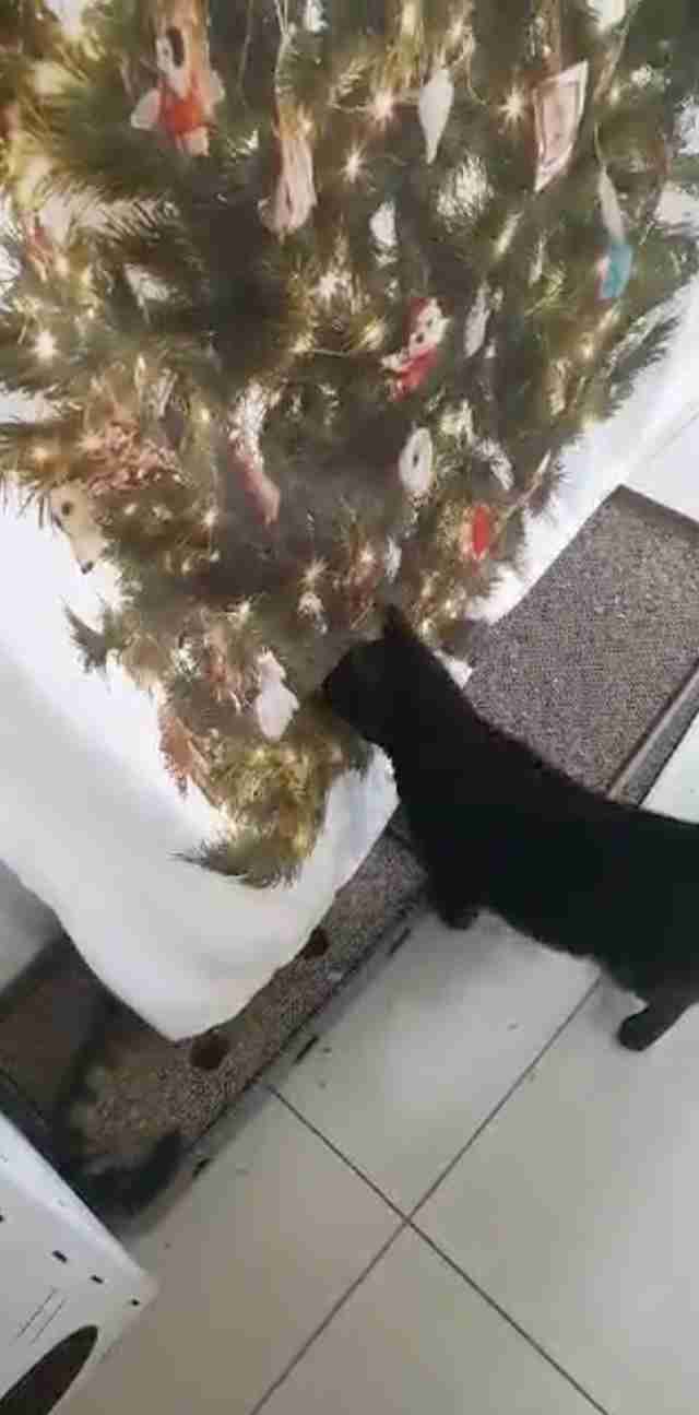 wall tree