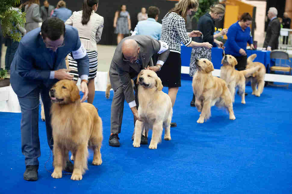 Golden Gate Kennel Dog Show