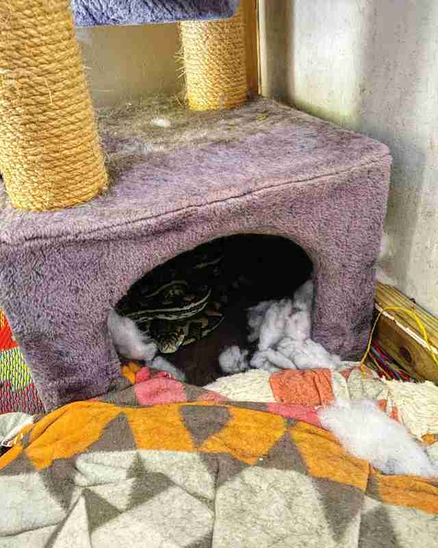 snake in cat tree