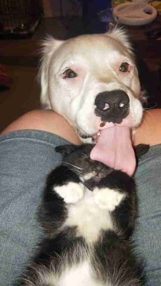 dog comforts kitten