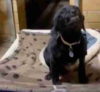 Puppy smiles in the animal shelter