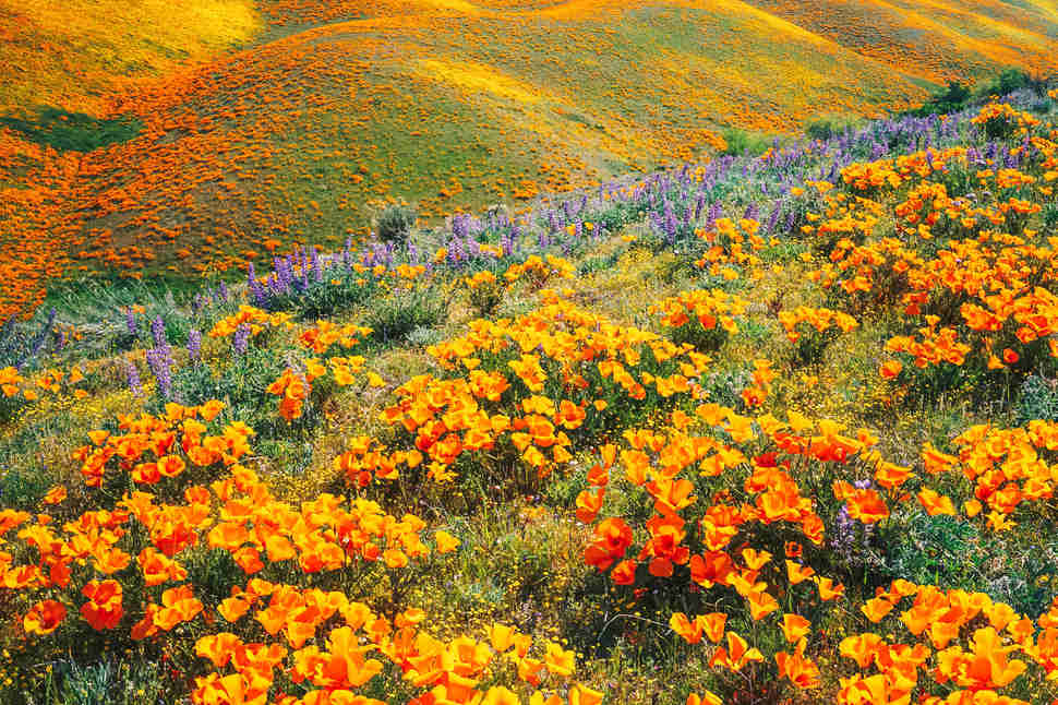 antelope valley