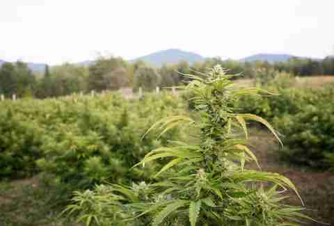 Heady Vermont