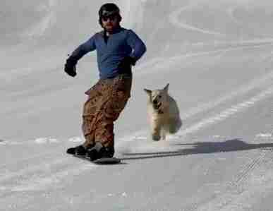 Dog runs after guy while he snowboards
