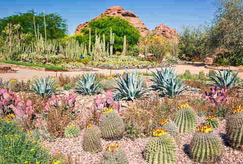 Desert Botanical Garden