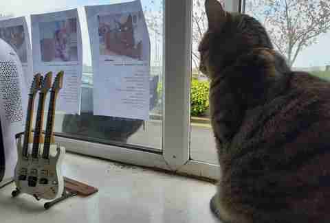 cat signs