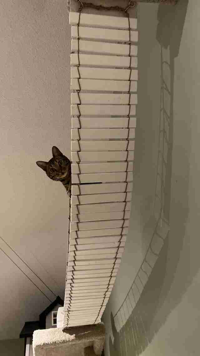 cat tower