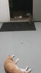 外面的猫